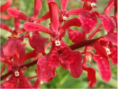Singapore Orchids Aranthera Orchids - My Red