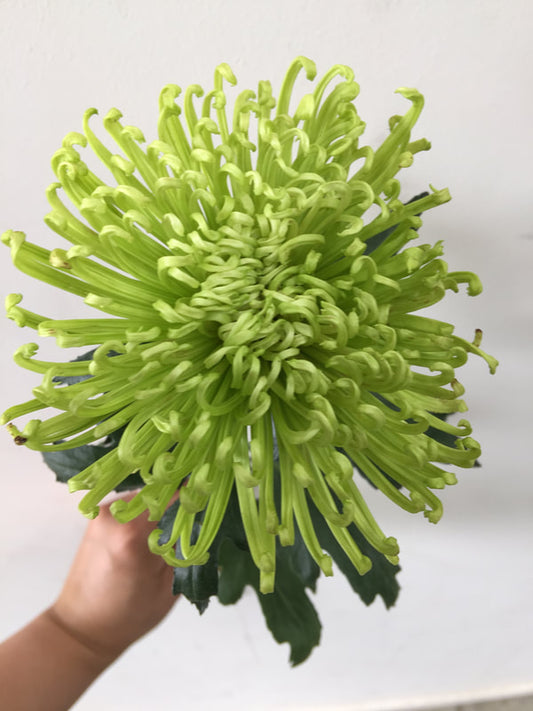 Chrysanthemums Anastasia/ Disbud (Spider) - Green (Natural)