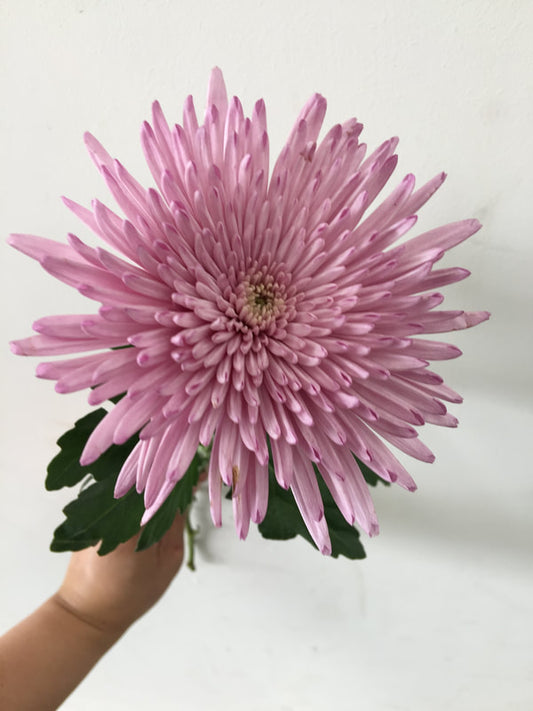 Chrysanthemums Anastasia/ Disbud (Spider) - Pink (Natural)