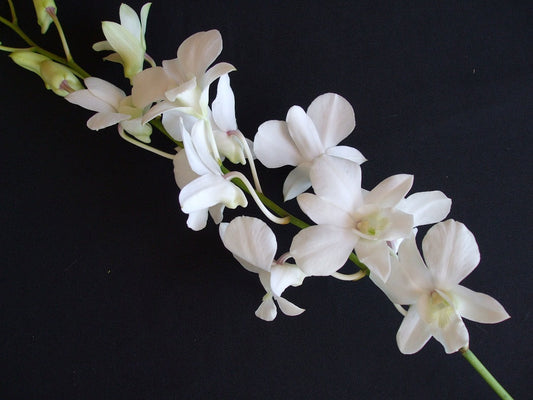 Singapore Orchids Bouquet Size & Dyed Orchids - Den Big White