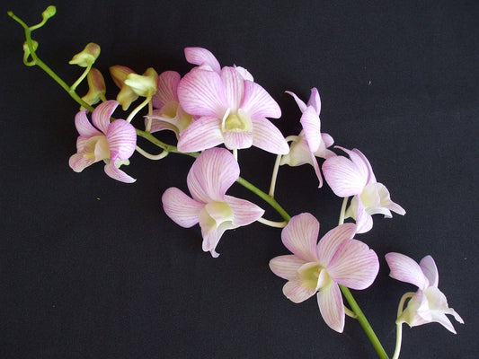 Singapore Orchids Bouquet Size & Dyed Orchids - Pink Candy