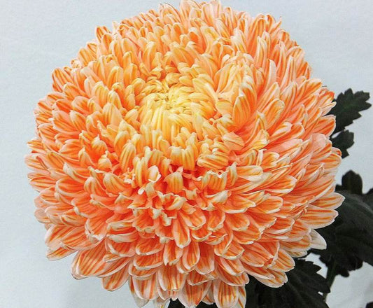 Chrysanthemums Peony Big Mums Dyed Orange