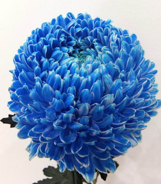 Chrysanthemums Peony Big Mums White Dyed Blue