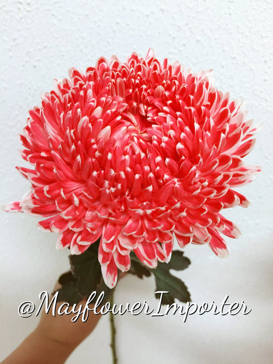 Chrysanthemums Peony Big Mums White Dyed Fire Red