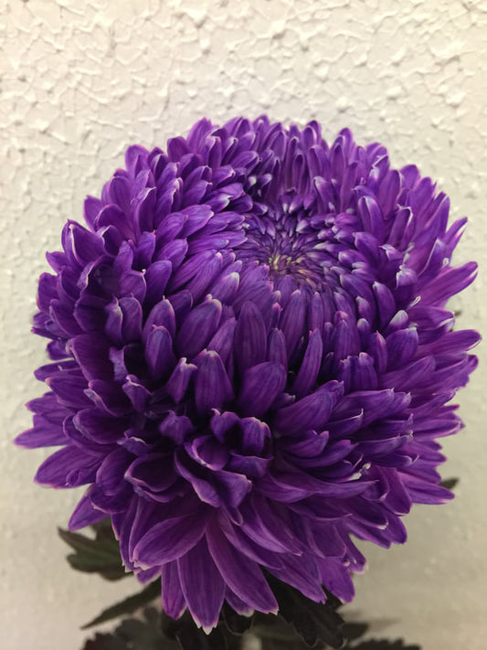 Chrysanthemums Peony Big Mums White Dyed Purple