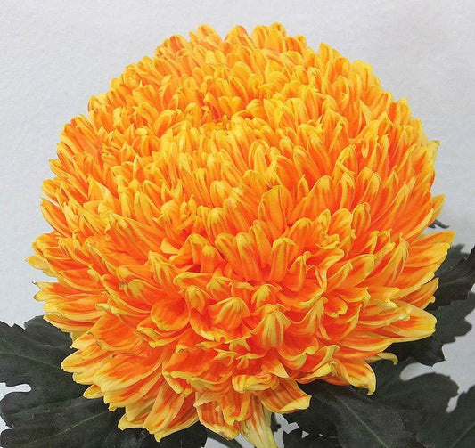 Chrysanthemums Peony Big Mums Yellow Dyed Orange