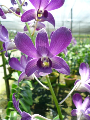 Singapore Orchids Dendrobium Orchids - Genting Blue