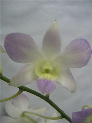Singapore Orchids Dendrobium Orchids - Light Pink