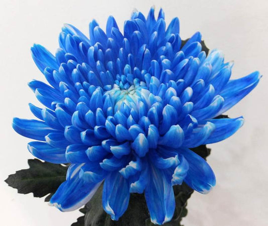 Chrysanthemums Jimba - White Dyed Blue