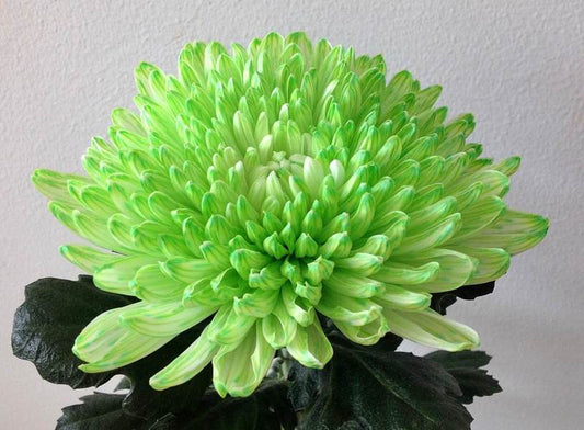Chrysanthemums Jimba - White Dyed Green