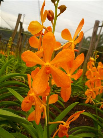 Singapore Orchids Mokara Orchids - Bright Orange