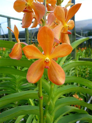 Singapore Orchids Mokara Orchids - Gold Nugget