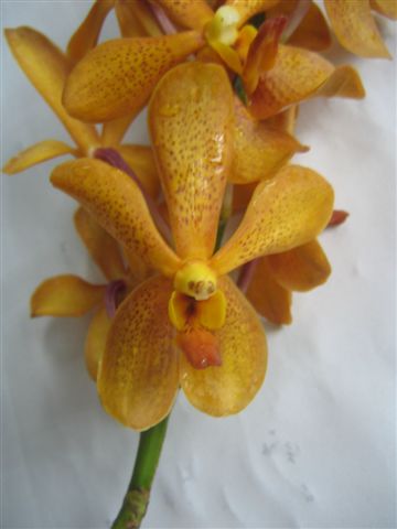 Singapore Orchids Mokara Orchids - Mokara Gold