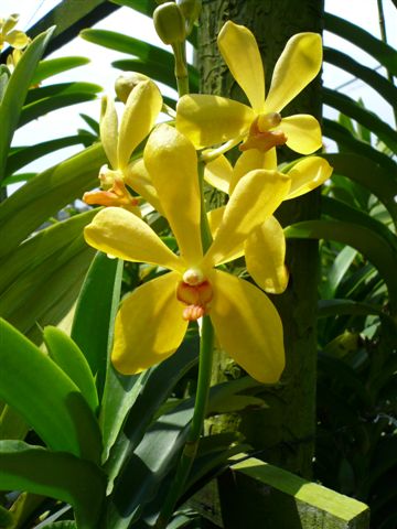 Singapore Orchids Mokara Orchids - Mokara New Yellow