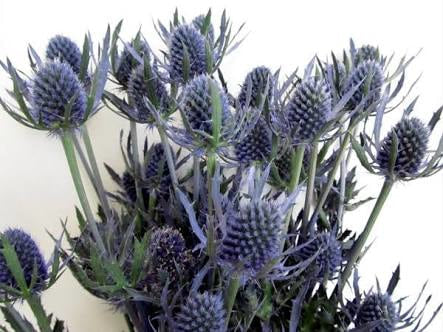 Other Assorted Flowers & Foliage - ERY GIUM SEA HOLLY