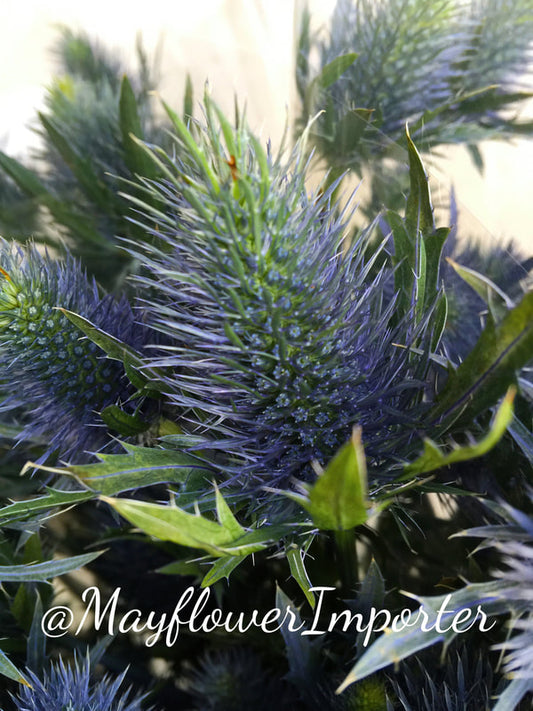 Other Assorted Flowers & Foliage - ERY GIUM SEA HOLLY