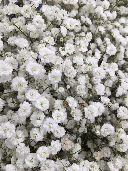 Other Assorted Flowers & Foliage -GYPSOPHILLIA (Excellence)