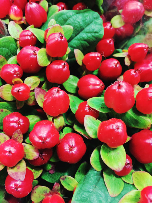 Other Assorted Flowers & Foliage - RED HYPERICUM
