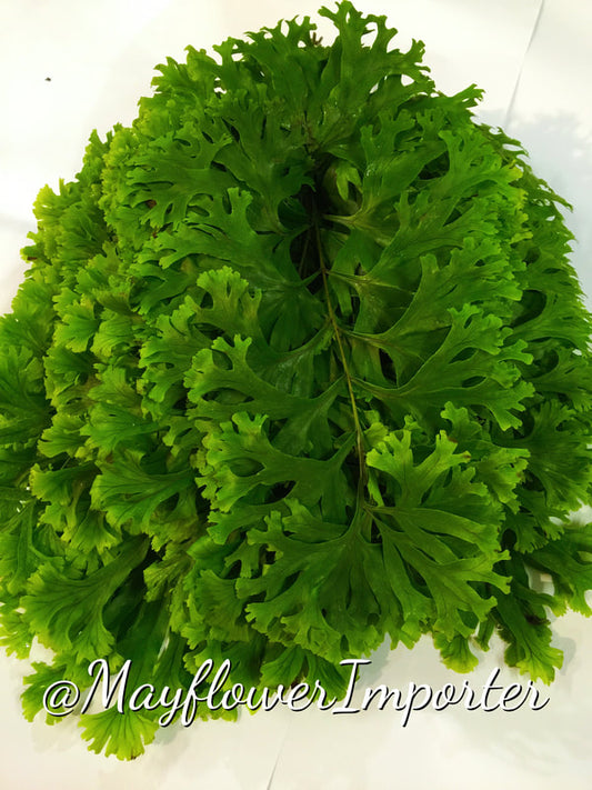 Local Foliage & Miscellaneous Sundries -PILLOW FERN