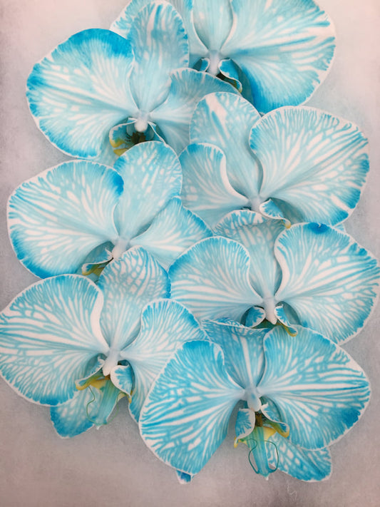 Phalaenopsis Orchids Cut Stems - Dyed Varieties Dyed Blue