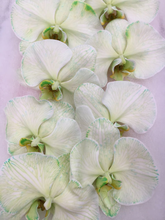 Phalaenopsis Orchids Cut Stems - Dyed Varieties Dyed Green