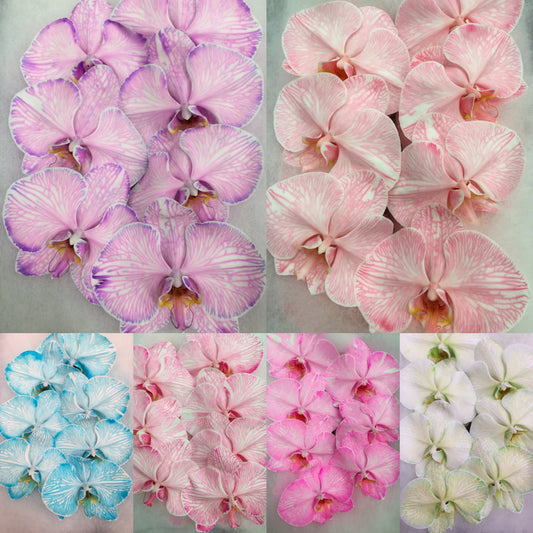 Phalaenopsis Orchids Cut Stems - Dyed Varieties NA(2)