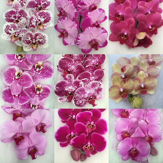 Phalaenopsis Orchids Cut Stems - Natural Varieties N/A (21)