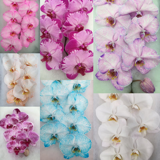 Phalaenopsis Orchids Cut Stems - Natural Varieties N/A (24)