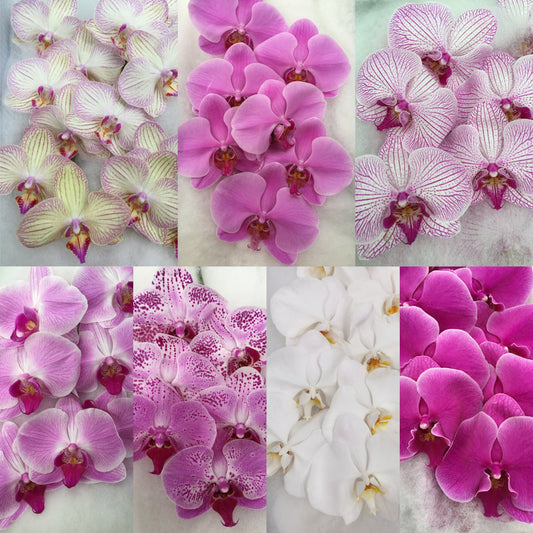 Phalaenopsis Orchids Cut Stems - Natural Varieties N/A (25)