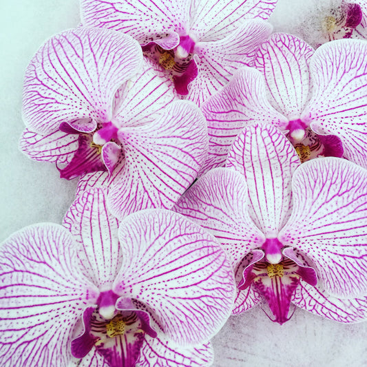 Phalaenopsis Orchids Cut Stems - Natural Varieties N/A (31)