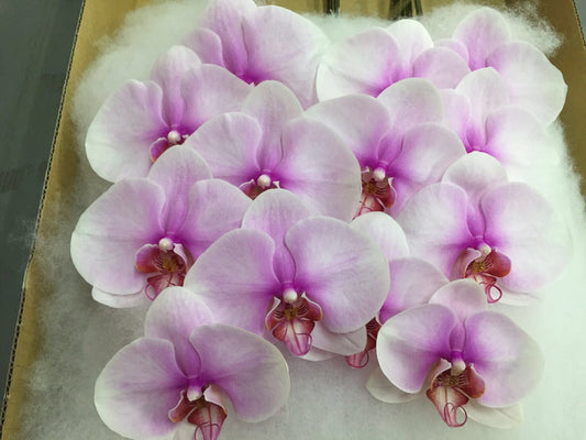 Phalaenopsis Orchids Cut Stems - Natural Varieties N/A (33)