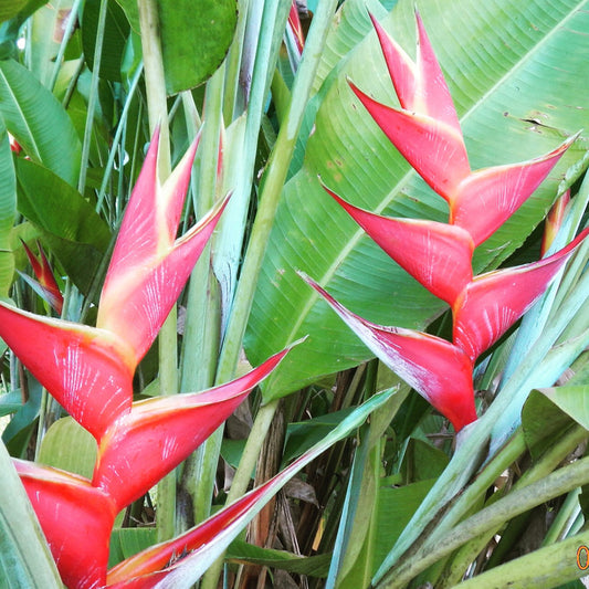 Tropical Flowers & Unique Blooms- RICHMOND RED
