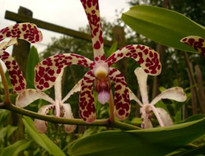 Singapore Orchids Aranda Orchids - N/A (4)
