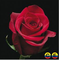 South American Roses - Freedom