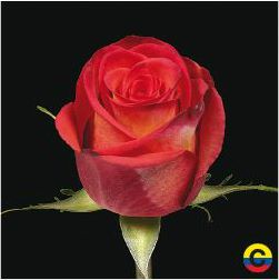 South American Roses - High Orange Magic