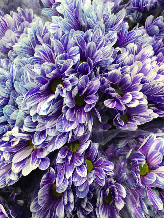 Spray Chrysanthemums - Goethe White Dyed Purple