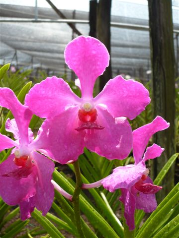 Singapore Orchids Vanda Orchids - Calypso