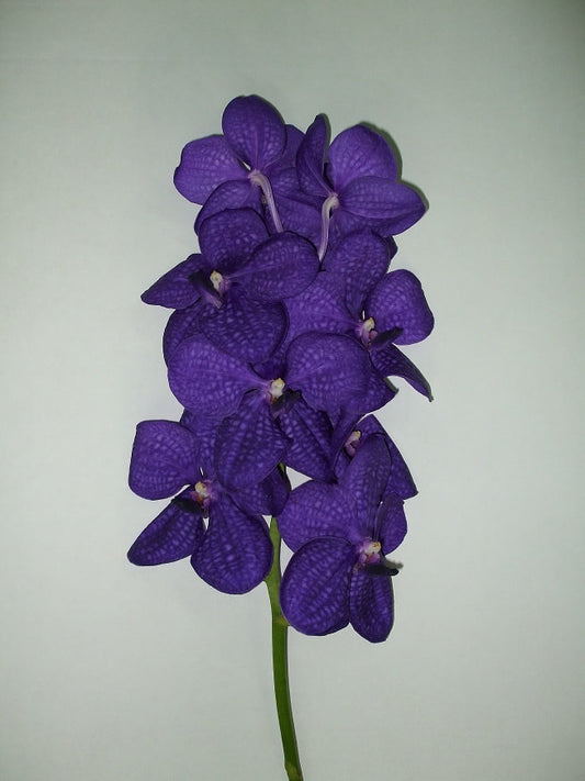 Singapore Orchids Vanda Orchids - Dark Blue (Thailand)