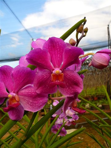 Singapore Orchids Vanda Orchids - Dark Pink