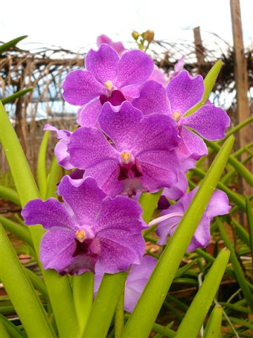 Singapore Orchids Vanda Orchids - Dark Purple