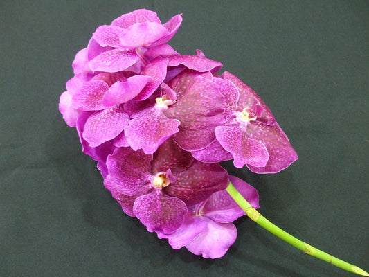 Singapore Orchids Vanda Orchids - Dark Red (Thailand)