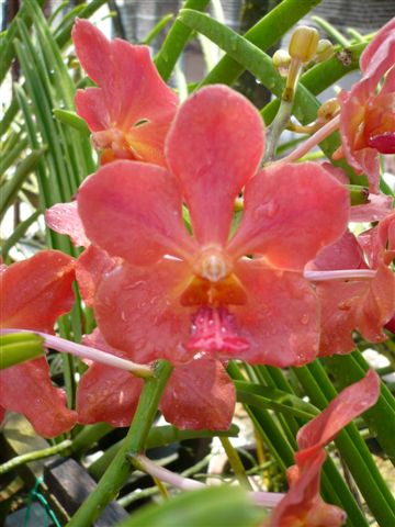 Singapore Orchids Vanda Orchids - Orange