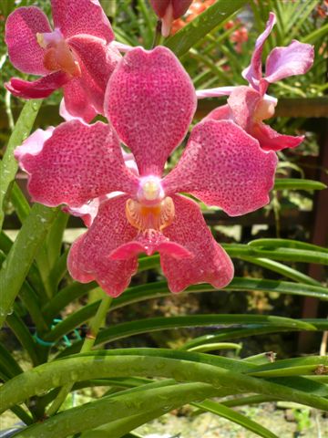 Singapore Orchids Vanda Orchids - Orange Spot