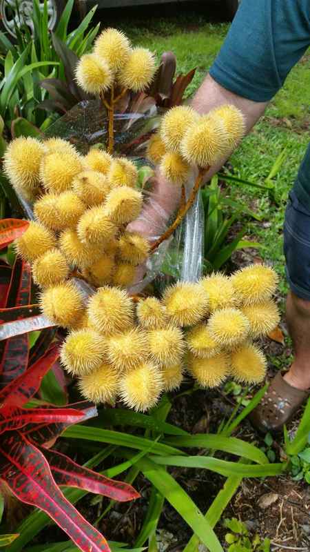 Tropical Flowers & Unique Blooms- YELLOW BIXIA NUTS