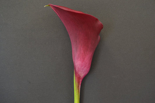 CALLY LILY -  MAJESTIC RED STEM