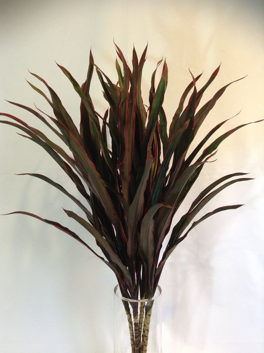 CORDYLINE TOPS - CHICKEN TAIL - 5 STEM BUNCHES