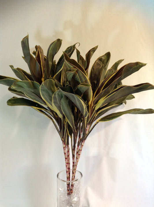 CORDYLINE TOPS - COCO COMPACTOR - 5 STEM BUNCHES