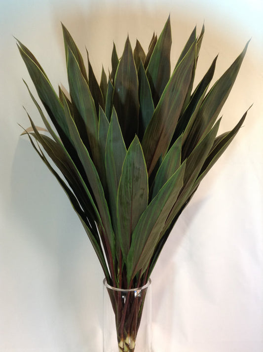 CORDYLINE TOPS - COCO TOP - 5 STEM BUNCHES