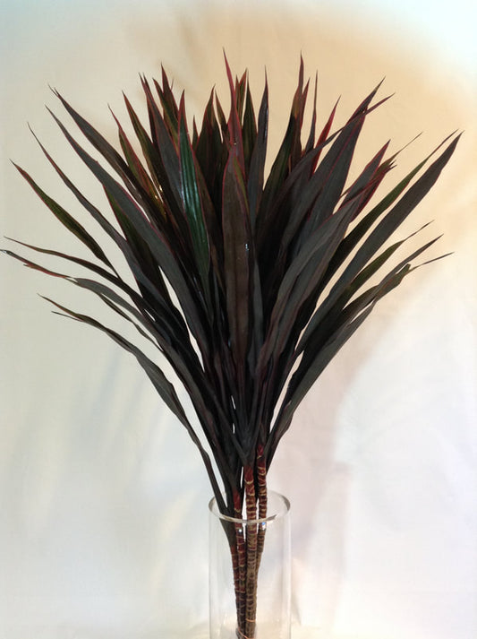 CORDYLINE TOPS - FOUNTAIN BLACK TOP - 5 STEM BUNCHES