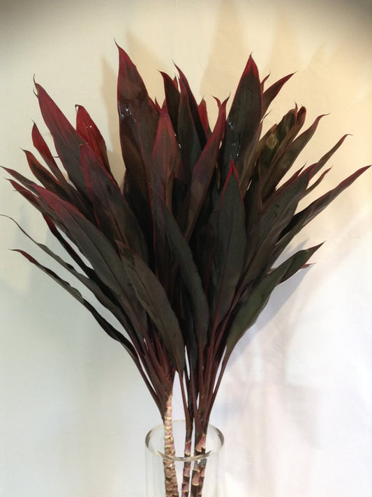 CORDYLINE TOPS - RUBY RED TOP - 5 STEM BUNCHES